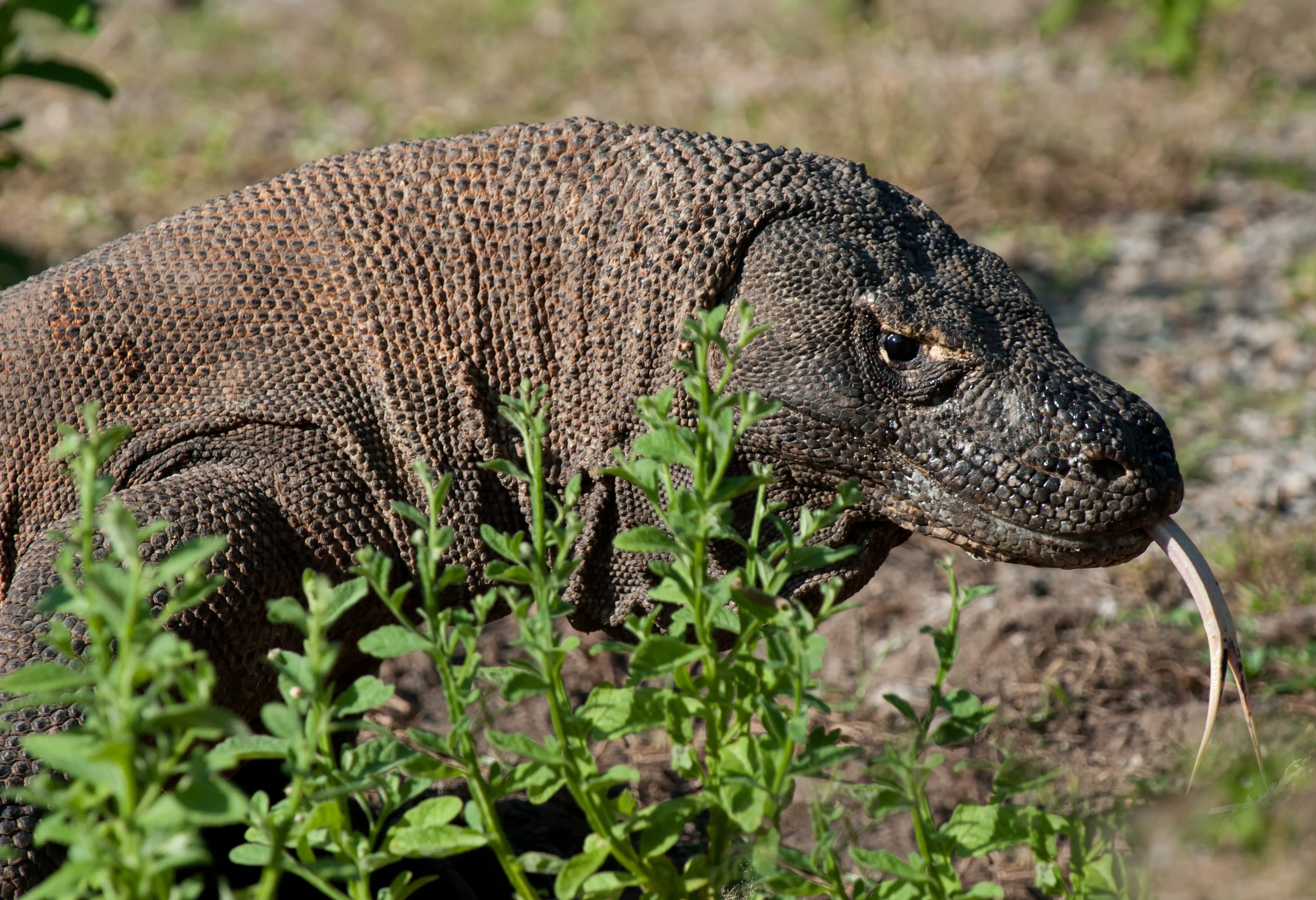 Komodo varaan in het Komodo National Park in Indonesie